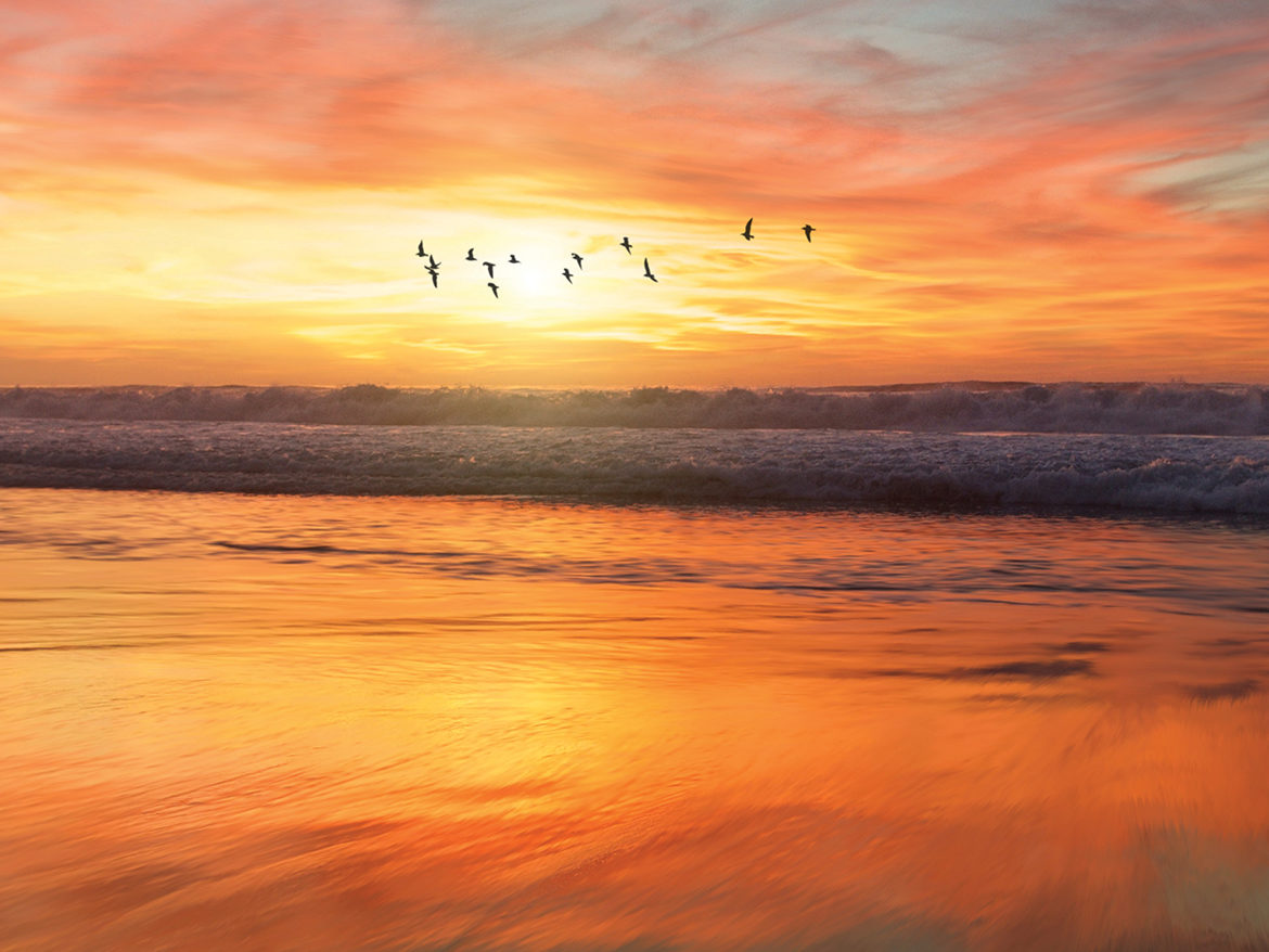 Sunrise over beach birds flying in air