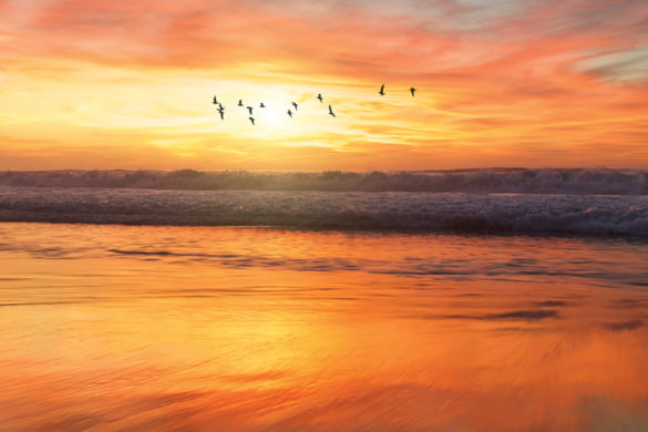 Sunrise over beach birds flying in air